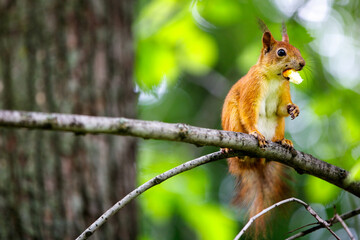 Naklejka na ściany i meble A red squirrel sits on a branch with a large piece of food in its mouth