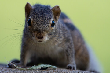 Indian palm squirrel