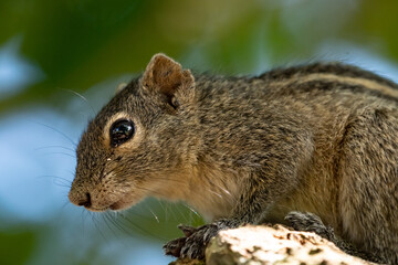 Indian palm squirrel