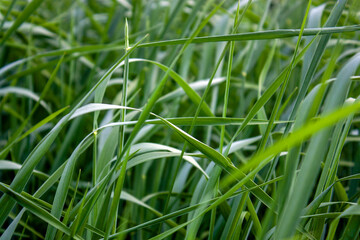 Spring background with wild grass on the nature. Juicy colorful grass on the lawn close-up. In the meadow, plants grow densely and quickly, using the contrast of light and color. On a clear sunny day 