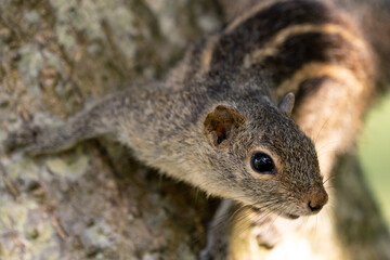 Indian palm squirrel