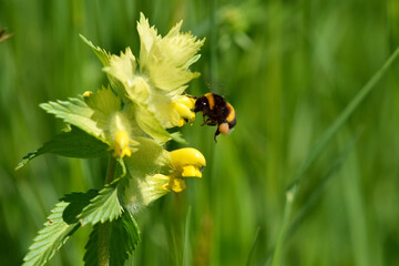 Hummel an einer Blüte