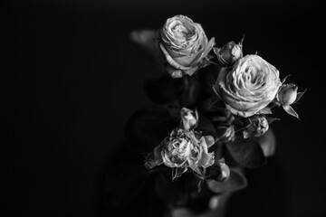 Studio photo black and white flowers and plants,flowers on black background