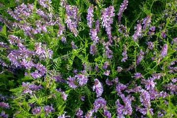 Meadow flowers in summer on a sunny day. Carpet of meadow flowers, top view.