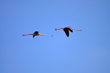 Two Greater flamingos (Phoenicopterus roseus) in flight. Camargue, FrancePhoenicopteridae
