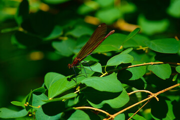 Libelle auf einem Blatt