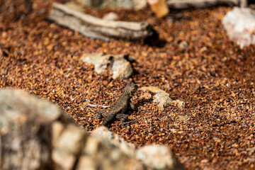 Western Fence Lizard 3
