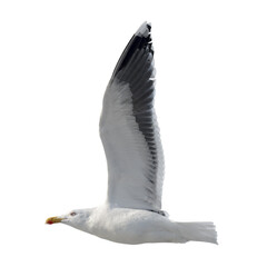 Gull in flight isolated on white - 358008700