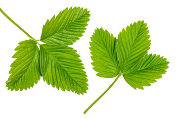 Strawberry leaves isolated on white, top view