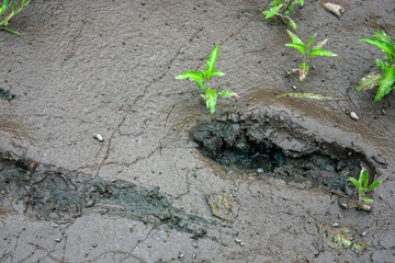 Shoe marks on gray mud on a summer day. Green grass grows on the mud. Gray-brown mud and grass, top view.