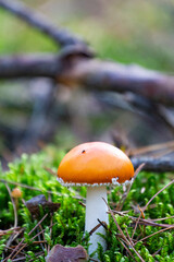 Makro zdjęcia bajkowych grzybów w lesieю Obok mchu muchomor
