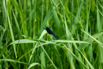 The brilliant beauty (lat.Calopteryx splendens) is a dragonfly of the genus Calopteryx. The...