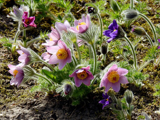 wczesnowiosenne kwiaty o nazwie sasanka zwyczajna rosnaca w przydomowych ogrodkach w miescie bialystok na podlasiu w polsce