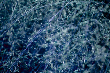 Spring background with wild grass on the nature. Juicy colorful grass on the lawn close-up. In the meadow, plants grow densely and quickly, using the contrast of light and color. On a clear sunny day 