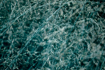 Spring background with wild grass on the nature. Juicy colorful grass on the lawn close-up. In the meadow, plants grow densely and quickly, using the contrast of light and color. On a clear sunny day 