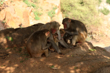 Monkey Family, forest