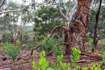old growth tree in you yangs national park