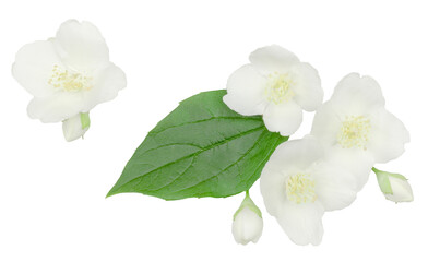 Jasmine flowers isolated on white, top view