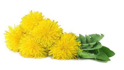 Dandelion flowers isolated on white