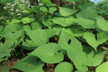 Indonesian sweet potato leaves, Indonesian version