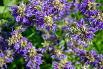 Meadow flowers in summer on a sunny day. Carpet of meadow flowers, top view.