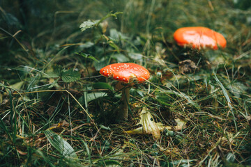 Inedible mushrooms Amanita