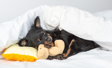 Toy terrier puppy sleepso on a pillow under blanket on a bed at home and hugs favorite toy bear