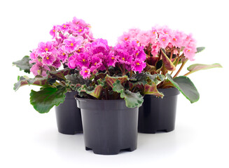  Saintpaulia in a pot.