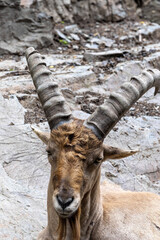 Portrait of a male West Caucasian tur, Capra caucasica, with massive horns
