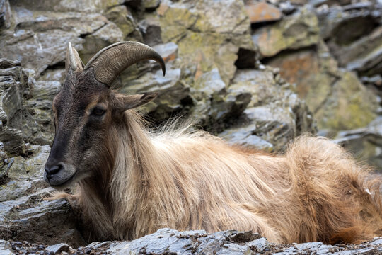 The Himalayan tahr, Hemitragus jemlahicus, lies and rests on a steep rock