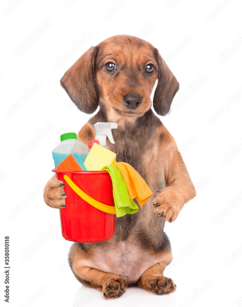 Poster dachshund puppy holds bucket with washing fluids in it paw. cleaning concept. isolated on white back
