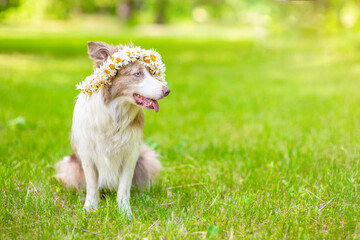 Border collie dog wearing wreath of daisies sits on green summer grass and looks away. Empty space for text