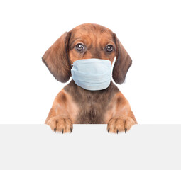 Dachshund puppy wearing medical mask looks above empty white banner. Isolated on white background