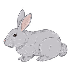 Vector Cartoon Gray Rabbit