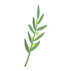 Green olive branch vector.  Symbol of Greece. Eco food. Greek cuisine