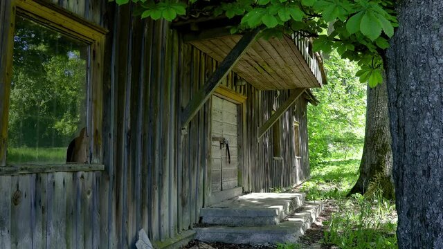 Old abandoned wooden barn in the shade of trees in sunny summer day. The only one building left after the 1983 fire that destroyed Silo Pavezupio wooden manor's palace Lithuania. 