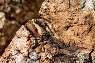 Western Fence Lizard 9
