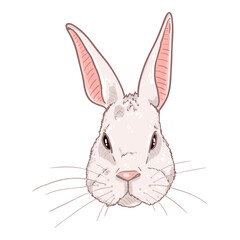 Fototapeta na wymiar Vector Cartoon Rabbit Head