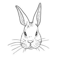 Fototapeta na wymiar Vector Sketch Rabbit Head