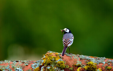 Bachstelze mit Heuschrecke im Schnabel