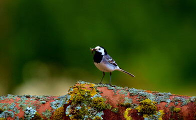 Bachstelze mit Heuschrecke im Schnabel