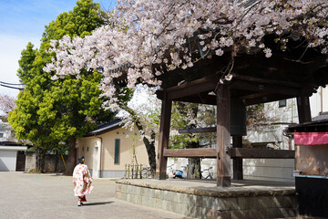 Young woman wearing a kimono is walking near the traditional bell tower of Japan.