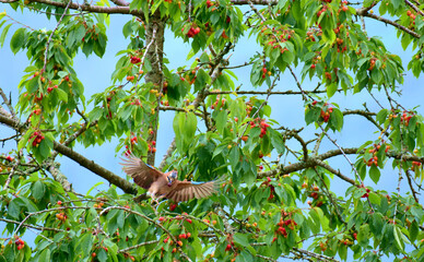 Eichelh&auml;her klaut Kirschen aus Baum