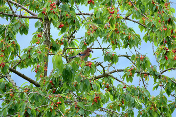 Eichelh&auml;her klaut Kirschen aus Baum