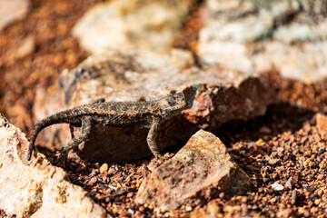 Western Fence Lizard 11