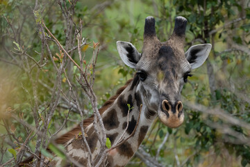 Masai giraffe in Selous game reserve in Tanzania