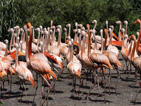 A large flock of flamingos bursts with colors, red predominates