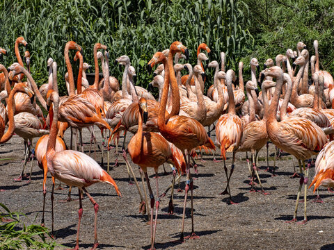 A large flock of flamingos bursts with colors, red predominates