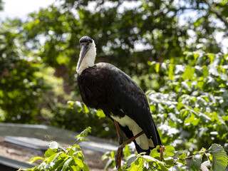 The Woolly-necked Stork, Ciconia episcopus microscelis, stands high in a tree and looks around