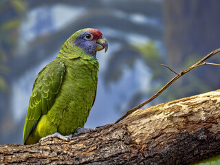 Red tailed Amazon, Amazona brasiliensis, has a beautiful red-blue coloration on the head